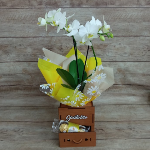 Mini Orquídea 2 Hastes Pote 9 - Cor Variada + Chocolate